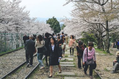 10 Nisan 2012 'de kiraz ağaçlarının altında terk edilmiş bir demiryolu.