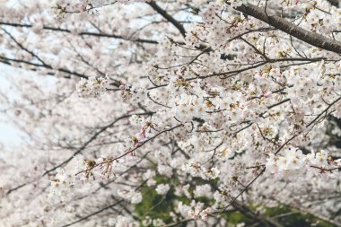 Japonya, Kyoto 'daki Keage Incline sitesinde kiraz çiçekleri.