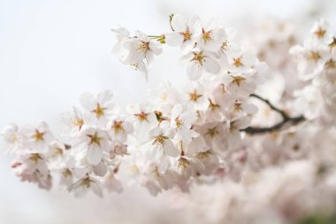 Japonya, Kyoto 'daki Keage Incline sitesinde kiraz çiçekleri.