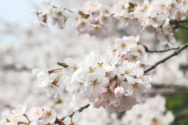 Japonya, Kyoto 'daki Keage Incline sitesinde kiraz çiçekleri.