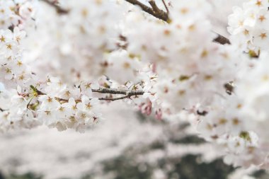 Japonya, Kyoto 'daki Keage Incline sitesinde kiraz çiçekleri.