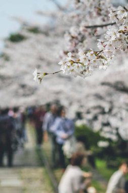 10 Nisan 2012 'de kiraz ağaçlarının altında terk edilmiş bir demiryolu.