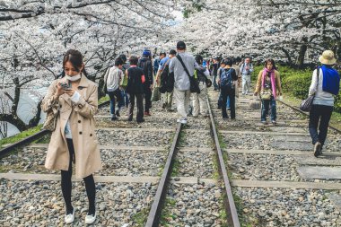 10 Nisan 2012 'de kiraz ağaçlarının altında terk edilmiş bir demiryolu.