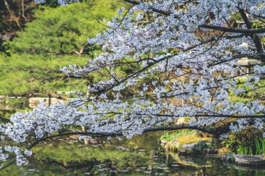 10 Nisan 2012 Kyoto, Japonya Bahar mevsiminde Heian Tapınağı göletinde.
