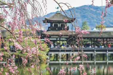 10 Nisan 2012 Kyoto, Japonya Bahar mevsiminde Heian Tapınağı göletinde.