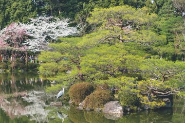10 Nisan 2012 Kyoto, Japonya Bahar mevsiminde Heian Tapınağı göletinde.