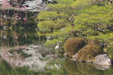 10 Nisan 2012 Kyoto, Japonya Bahar mevsiminde Heian Tapınağı göletinde.