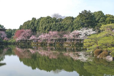 10 Nisan 2012 Japonya, Kyoto, Heian Tapınağı, Japonya