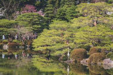 10 Nisan 2012 Kyoto, Japonya Baharı Heian Shrines gölet bahçesinde.