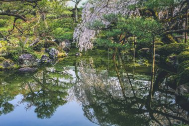 10 Nisan 2012 Kyoto, Japonya Baharı Heian Shrines gölet bahçesinde.