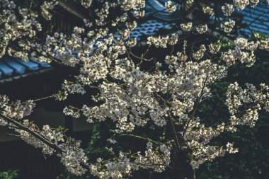 Bir Kyoto, Heian Tapınak Bahçeleri, kiraz ağacı