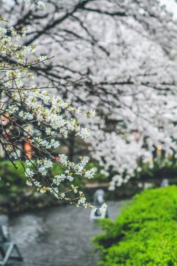 Japonya, Kyoto Takase nehri boyunca güzel kiraz çiçekleri 10 Nisan 2012