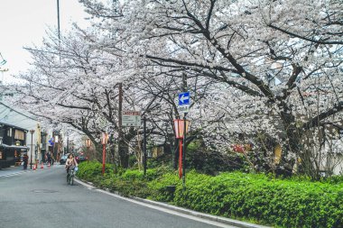 Japonya, Kyoto Takase nehri boyunca güzel kiraz çiçekleri 10 Nisan 2012