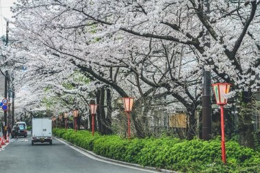 Japonya, Kyoto Takase nehri boyunca güzel kiraz çiçekleri 10 Nisan 2012