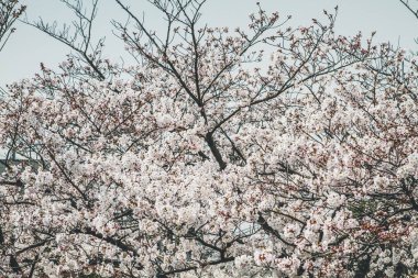Yamashina 'daki Biwa Kanalı Biwako Sosui' de kiraz çiçeği.,