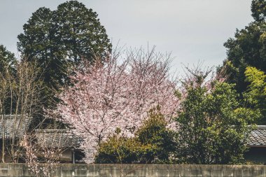 Yamashina 'daki Biwa Kanalı Biwako Sosui' de kiraz çiçeği.,