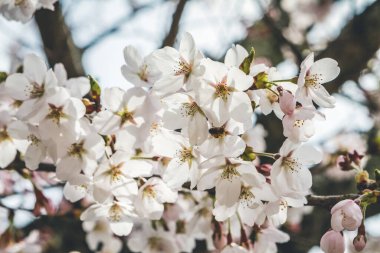 Yamashina 'daki Biwa Kanalı Biwako Sosui' de kiraz çiçeği.,