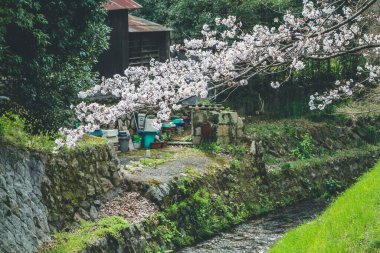 Yamashina 'daki Biwa Kanalı Biwako Sosui' de kiraz çiçeği.,