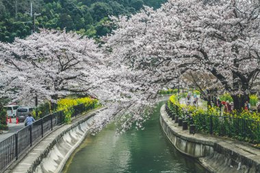 Yamashina 'daki Biwa Kanalı Biwako Sosui' de kiraz çiçeği.,