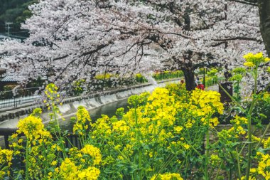 Yamashina Kanalı 'nda Sakura ve Tecavüz Tohumu Çiçekleri.