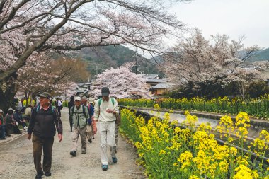 10 Nisan 2012 Kiraz çiçekli turist Yamashina Kanalı 'nda,