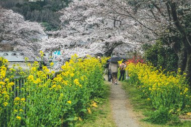 10 Nisan 2012 Kiraz çiçekli turist Yamashina Kanalı 'nda,