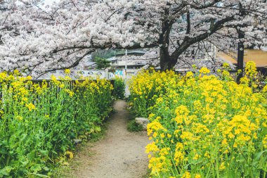 Yamashina Kanalı 'nda Sakura ve Tecavüz Tohumu Çiçekleri.