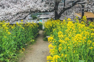 Yamashina Kanalı 'nda Sakura ve Tecavüz Tohumu Çiçekleri.