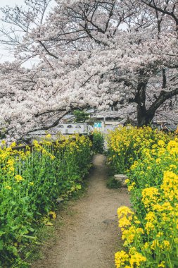 Yamashina Kanalı 'nda Sakura ve Tecavüz Tohumu Çiçekleri.
