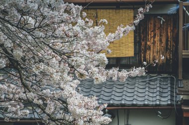 Yamashina 'daki Biwa Kanalı Biwako Sosui' de kiraz çiçeği.,