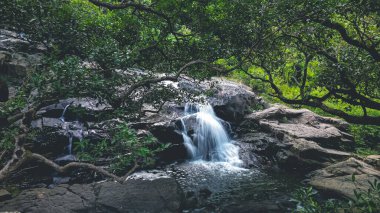 Biraz Hawaii Şelalesi, T.K. O Hong Kong