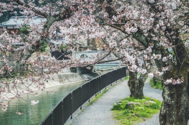 Yamashina 'daki Biwa Kanalı Biwako Sosui' de kiraz çiçeği.,