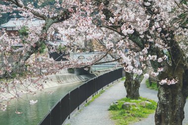 Yamashina 'daki Biwa Kanalı Biwako Sosui' de kiraz çiçeği.,