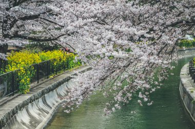 Yamashina 'daki Biwa Kanalı Biwako Sosui' de kiraz çiçeği.,