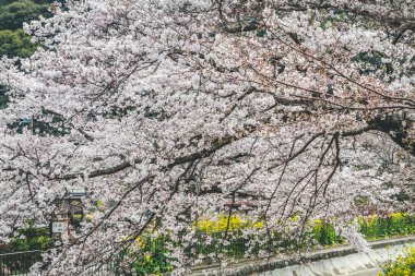 Yamashina 'daki Biwa Kanalı Biwako Sosui' de kiraz çiçeği.,