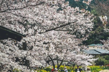 Yamashina 'daki Biwa Kanalı Biwako Sosui' de kiraz çiçeği.,