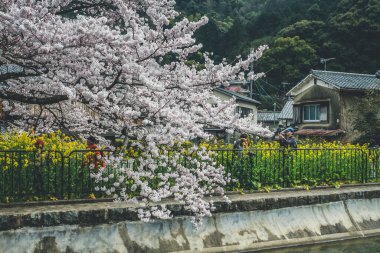 Yamashina 'daki Biwa Kanalı Biwako Sosui' de kiraz çiçeği.,