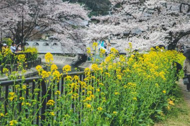Yamashina Kanalı 'nda Sakura ve Tecavüz Tohumu Çiçekleri.