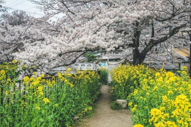 Yamashina Kanalı 'nda Sakura ve Tecavüz Tohumu Çiçekleri.