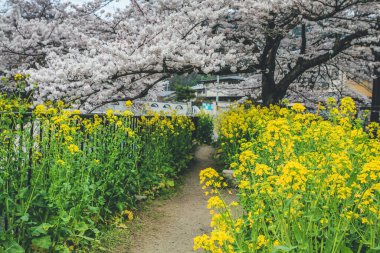 Yamashina Kanalı 'nda Sakura ve Tecavüz Tohumu Çiçekleri.