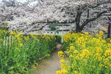 Yamashina Kanalı 'nda Sakura ve Tecavüz Tohumu Çiçekleri.