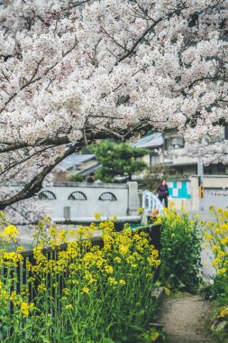 10 Nisan 2012 'de Yamashina Kanalı' nda Sakura ve Tecavüz Tohumu Çiçekleri