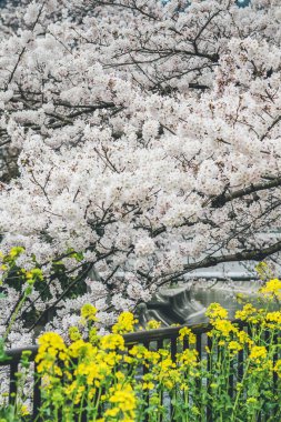 10 Nisan 2012 'de Yamashina Kanalı' nda Sakura ve Tecavüz Tohumu Çiçekleri