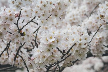 Yamashina 'daki Biwa Kanalı Biwako Sosui' de kiraz çiçeği.,