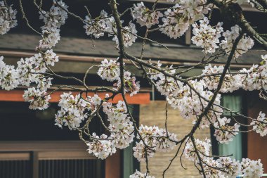 Yamashina 'daki Biwa Kanalı Biwako Sosui' de kiraz çiçeği.,