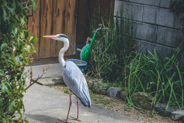 10 Nisan 2012 Akbalıkçıl evi terk etti, Japonya