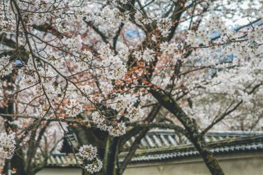10 Nisan 2012 Kiraz çiçekleri Kyoto 'da Daigo Ji tapınaklarında
