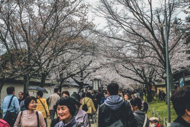 10 Nisan 2012 Sakura ağaçlı turistler Daigo ji bahçesinde