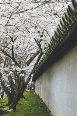 10 Nisan 2012 Kiraz çiçekleri Kyoto 'da Daigo Ji tapınaklarında