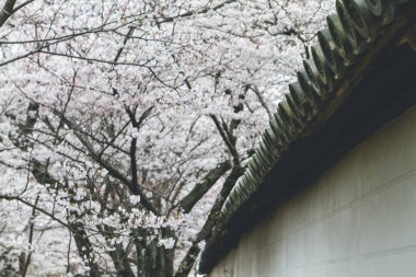 10 Nisan 2012 Kiraz çiçekleri Kyoto 'da Daigo Ji tapınaklarında